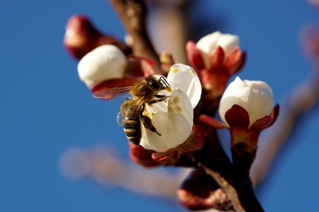 Foto prossimo piano di un'ape in fiore