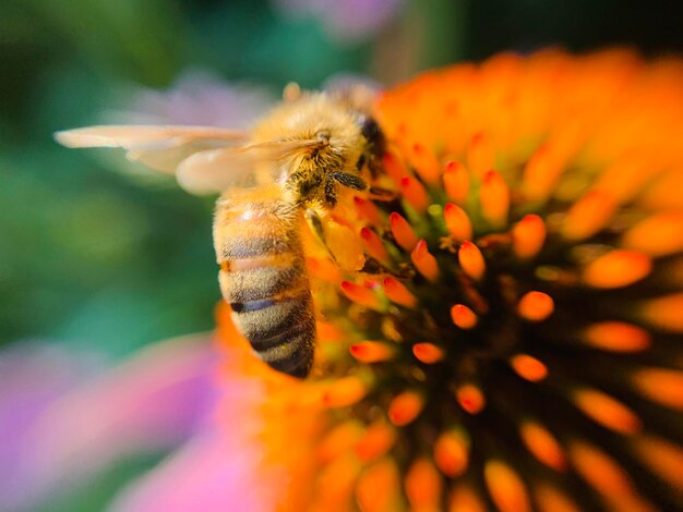 Close-up of bee on flower