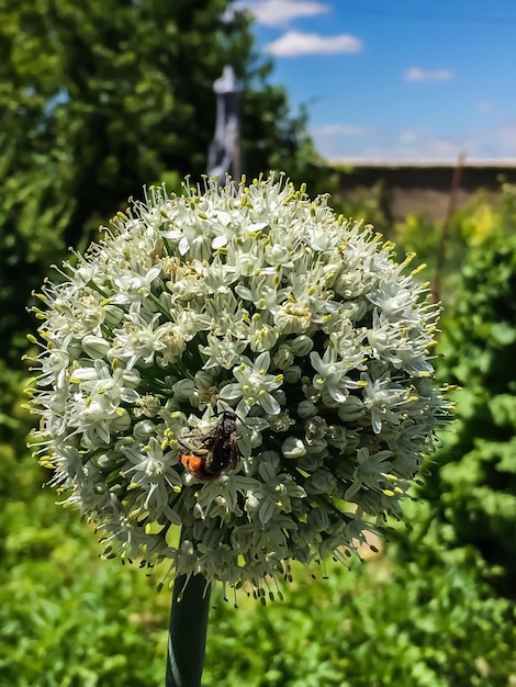 Foto prossimo piano di un'ape in fiore