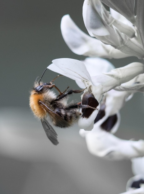 Foto prossimo piano di un'ape in fiore