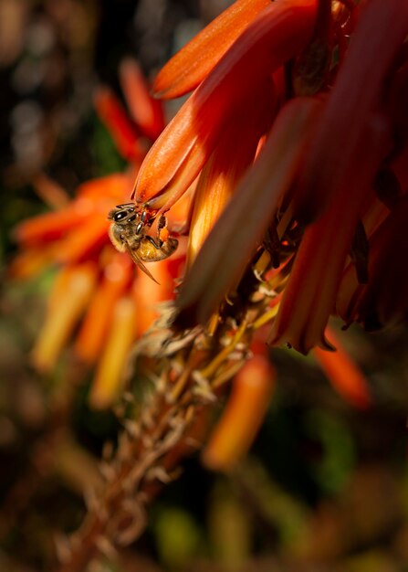 Foto prossimo piano di un'ape in fiore