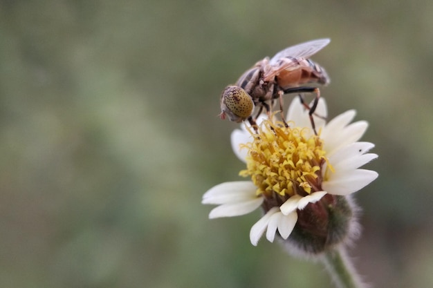 Foto prossimo piano di un'ape in fiore