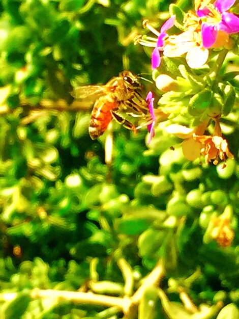 Close-up of bee on flower