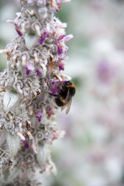 Close-up of bee on flower