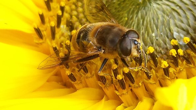 Close-up of bee on flower