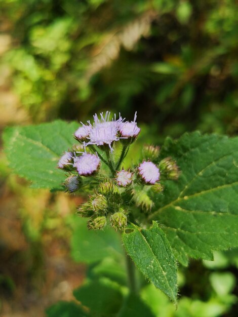 Close-up of bee on flower