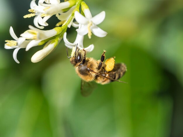 Photo close-up of bee on flower