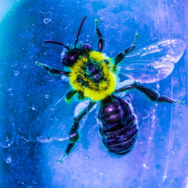 Close-up of bee on flower