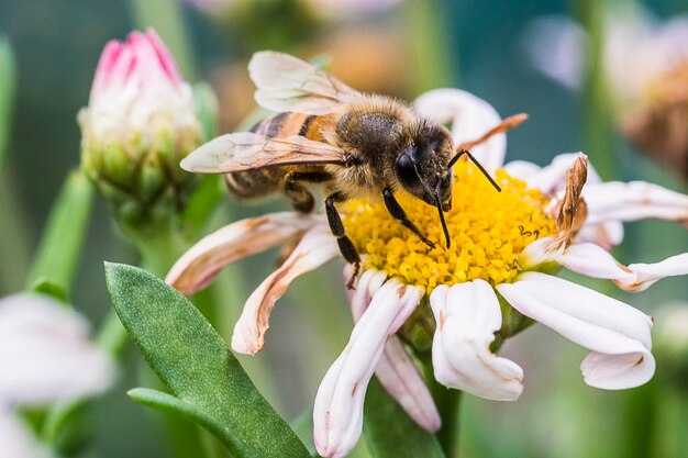 Foto prossimo piano di un'ape in fiore