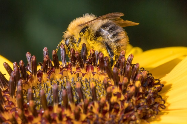 Foto prossimo piano di un'ape in fiore