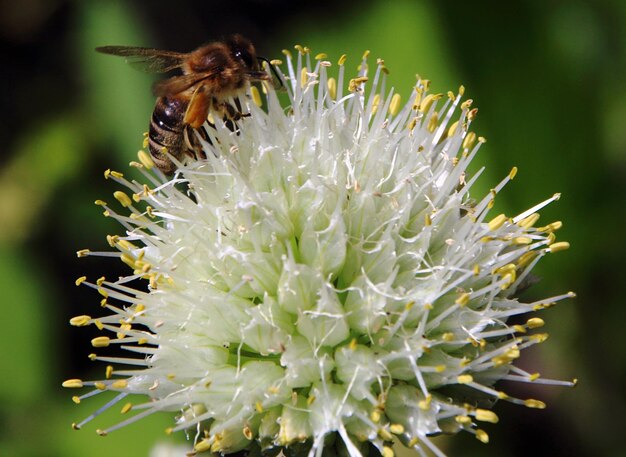 Close-up of bee on flower