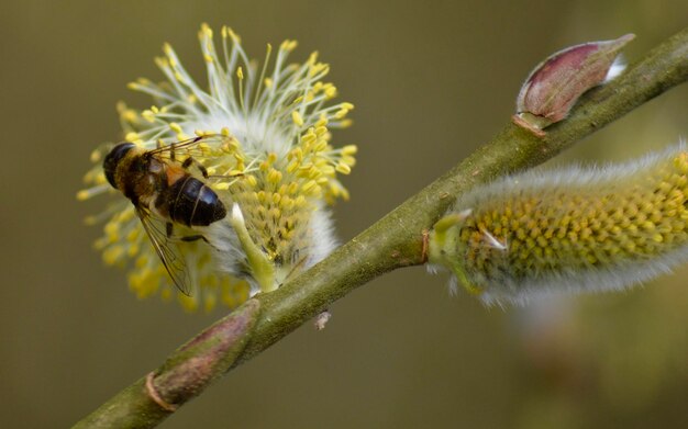 Photo close-up of bee on flower