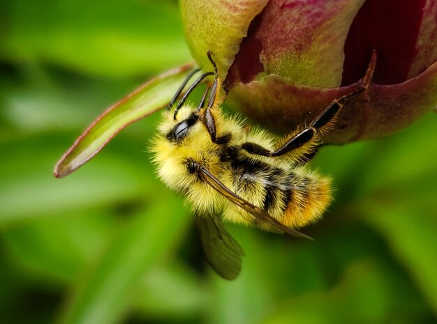 Foto prossimo piano di un'ape in fiore