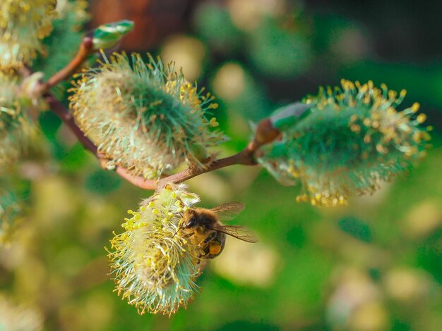 Foto prossimo piano di un'ape in fiore