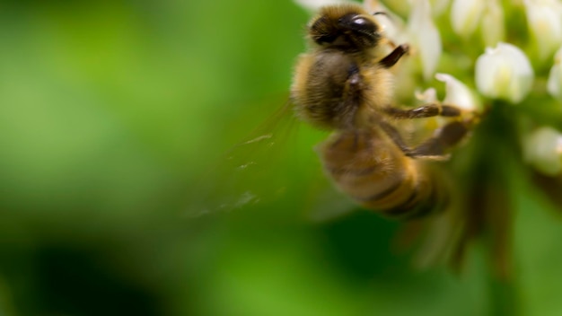 Foto prossimo piano di un'ape in fiore