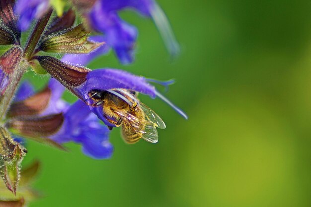 Foto prossimo piano di un'ape in fiore