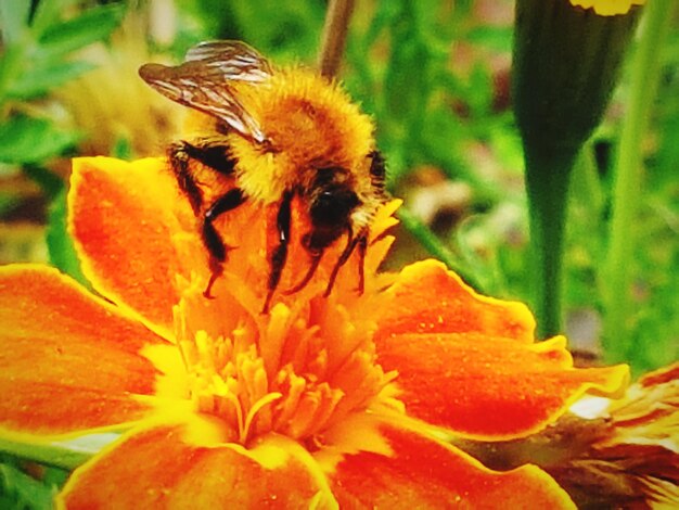 Close-up of bee on flower