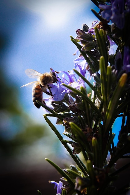 Close-up of bee on flower