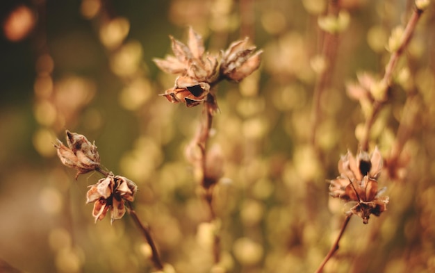 Foto prossimo piano di un'ape in fiore