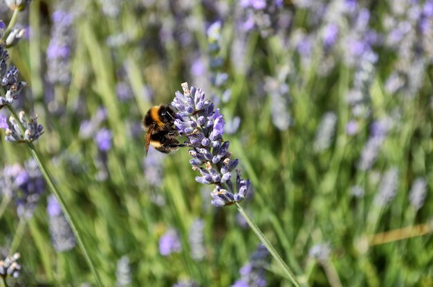 Close-up of bee on flower