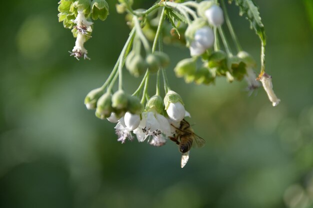 Foto prossimo piano di un'ape in fiore