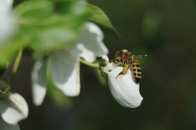 Foto prossimo piano di un'ape in fiore