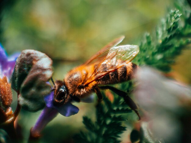 Photo close-up of bee on flower