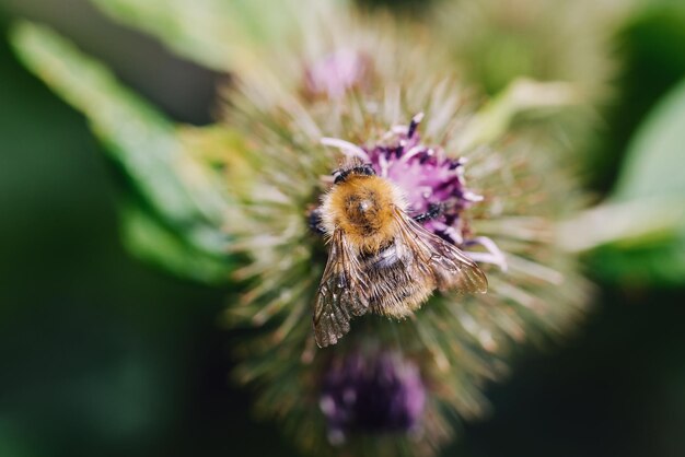 Close-up of bee on flower