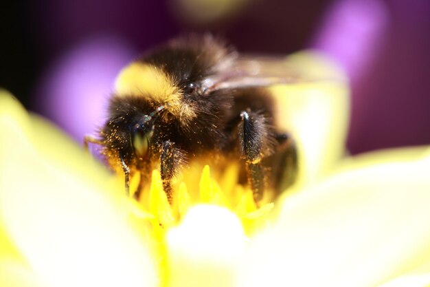 Photo close-up of bee on flower