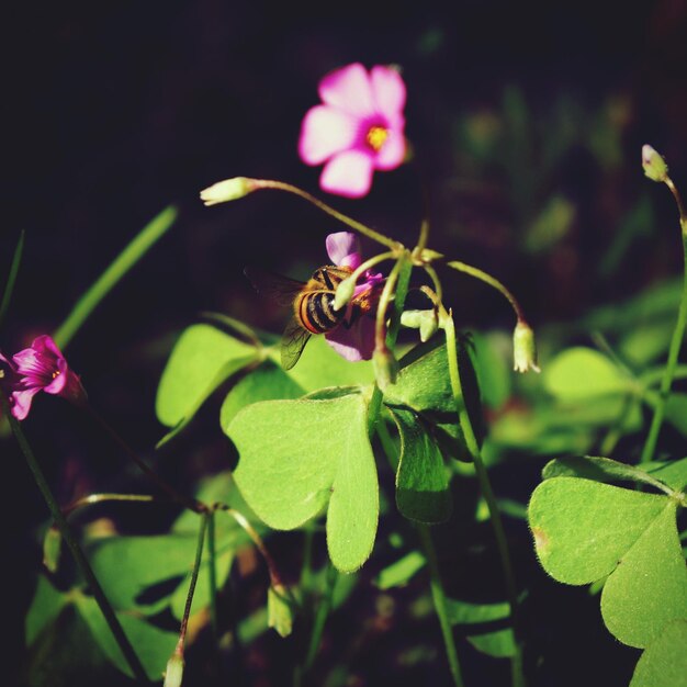 Close-up of bee on flower