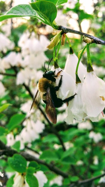 Close-up of bee on flower