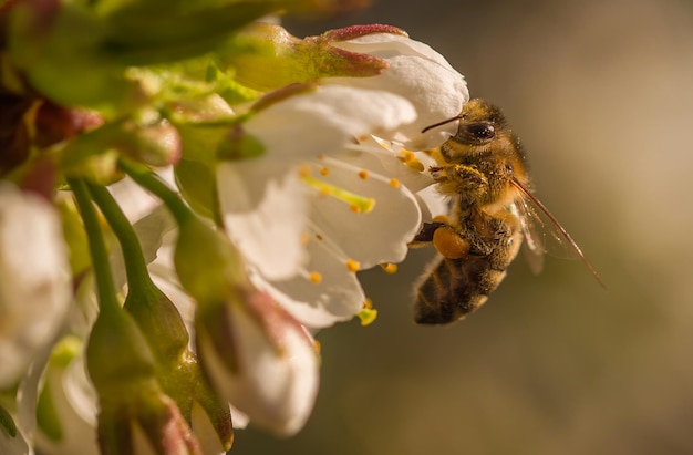 Photo close-up of bee on flower