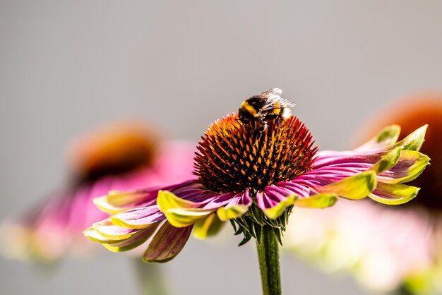 Foto prossimo piano di un'ape in fiore