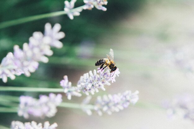 Close-up of bee on flower