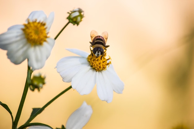 Foto prossimo piano di un'ape in fiore