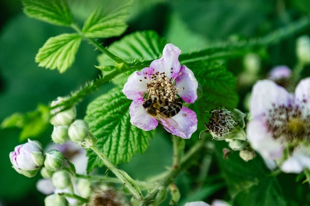 Foto prossimo piano di un'ape in fiore