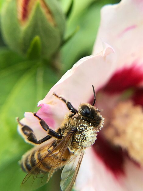 Foto prossimo piano di un'ape in fiore