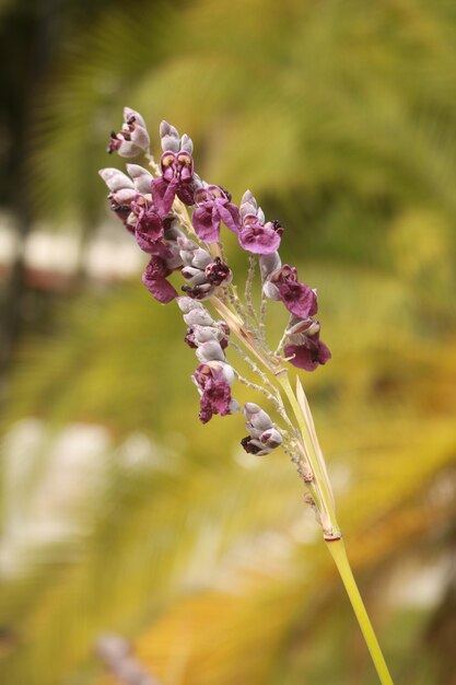 Foto prossimo piano di un'ape in fiore