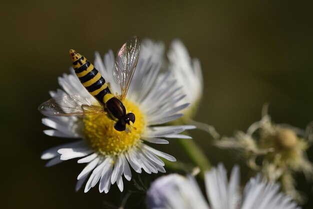 Photo close-up of bee on flower