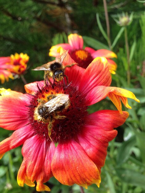 Photo close-up of bee on flower