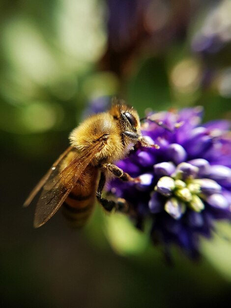 Close-up of bee on flower