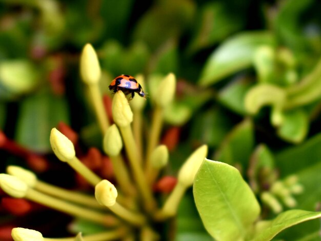 Photo close-up of bee on flower