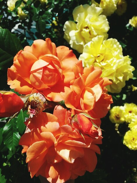 Close-up of bee on flowers