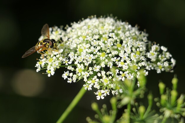 Foto prossimo piano di un'ape sui fiori