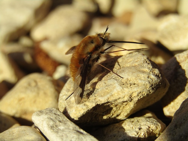 Photo close-up of bee-fly