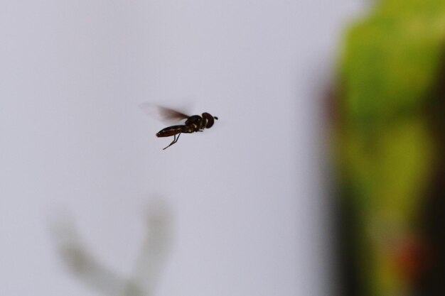 Photo close-up of bee flying in mid-air