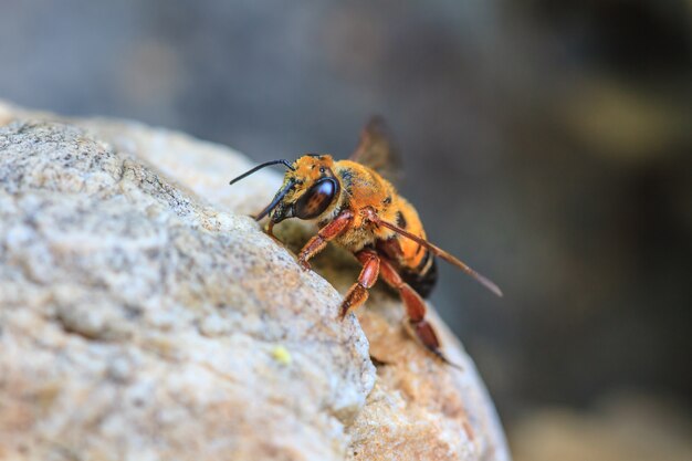 close up bee on the ground