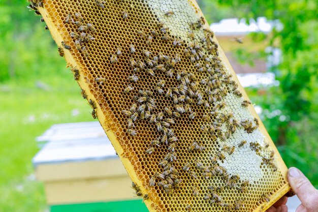 Photo close-up of bee on hand