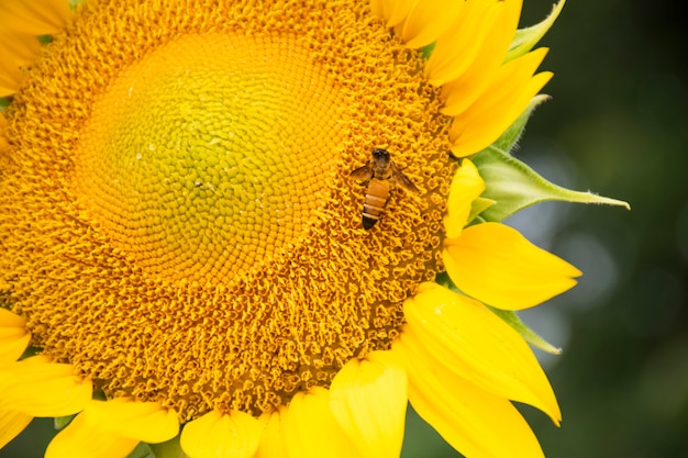 Primo piano di un'ape che appende su un girasole. stanno mangiando acqua dal polline di girasole.