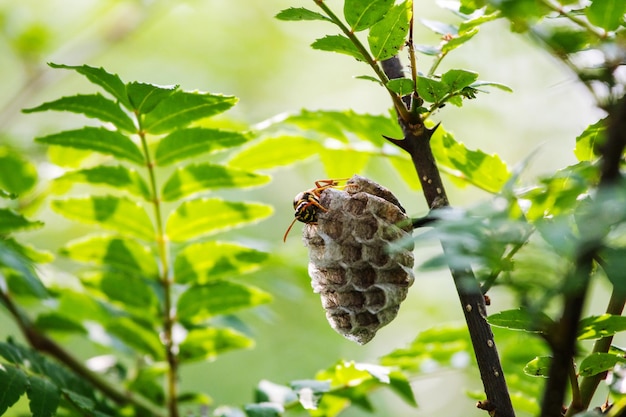 Photo close-up of bee on honeycomb